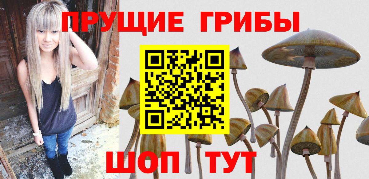 Галлюциногенные грибы Psilocybine cubensis  Вход с VPN  Сунжа 